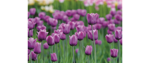 JETZT PFLANZEN, SPäTER STAUNEN! JETZT PFLANZEN, SPäTER STAUNEN!