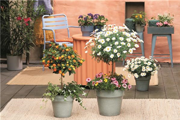 SOMMERLICHE BLÜTENPRACHT!