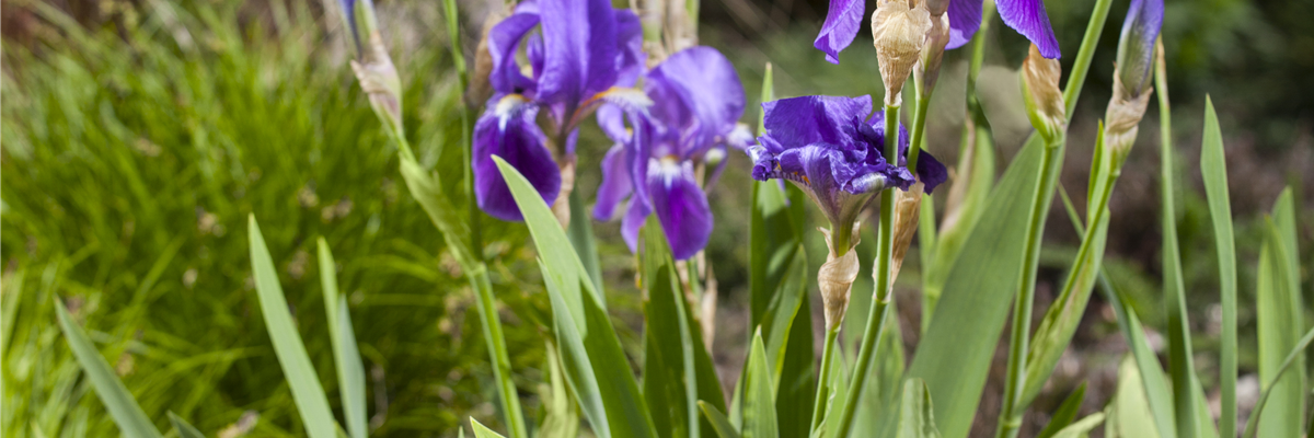 Iris x germanica 'Alfred'