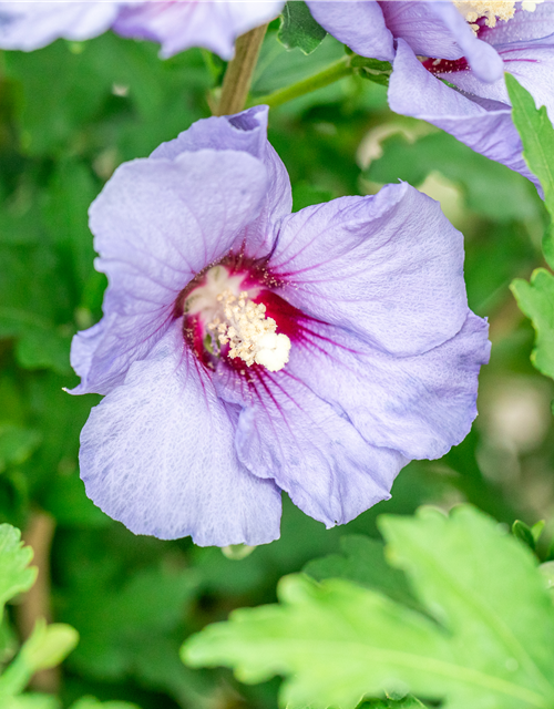 Gartenhibiskus
