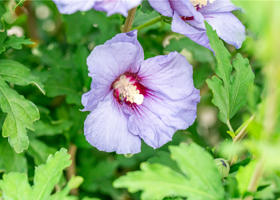 Gartenhibiskus