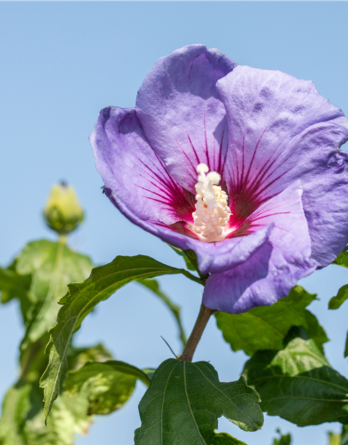 Gartenhibiskus