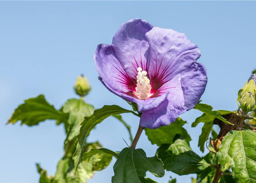 Gartenhibiskus