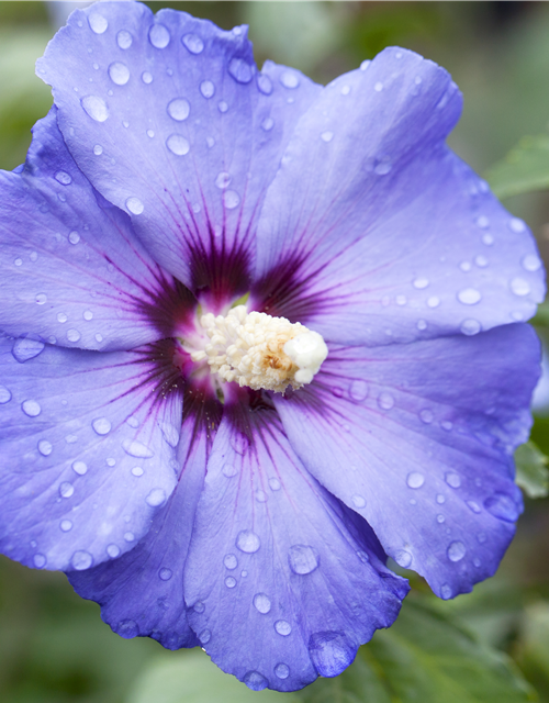 Gartenhibiskus