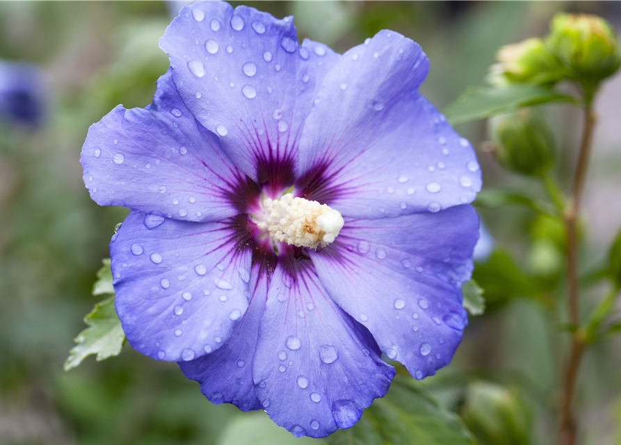 Gartenhibiskus