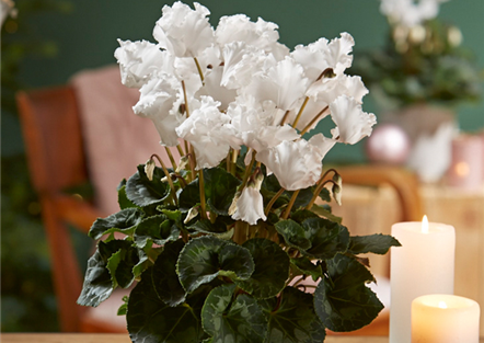 WIR KÖNNEN WEIHNACHTEN! WIR KÖNNEN WEIHNACHTEN!