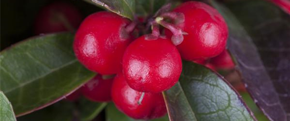 DIE SCHEINBEERE DIE SCHEINBEERE