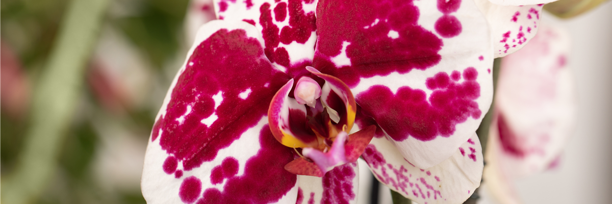 Phalaenopsis, zweifarbig