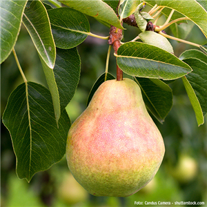 WIE GEHT... OBSTGEHöLZE PFLANZEN? WIE GEHT... OBSTGEHöLZE PFLANZEN?