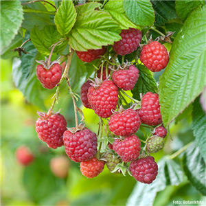 WIE GEHT... OBSTGEHöLZE PFLANZEN? WIE GEHT... OBSTGEHöLZE PFLANZEN?