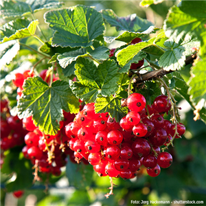 WIE GEHT... OBSTGEHöLZE PFLANZEN? WIE GEHT... OBSTGEHöLZE PFLANZEN?