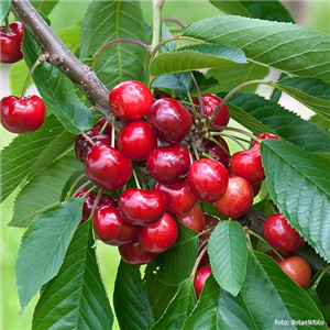 WIE GEHT... OBSTGEHöLZE PFLANZEN? WIE GEHT... OBSTGEHöLZE PFLANZEN?