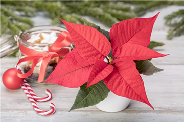 ZIMMERPFLANZEN ZU WEIHNACHTEN ZIMMERPFLANZEN ZU WEIHNACHTEN