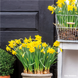 AUS DER KNOLLE KOMMT DAS TOLLE! AUS DER KNOLLE KOMMT DAS TOLLE!