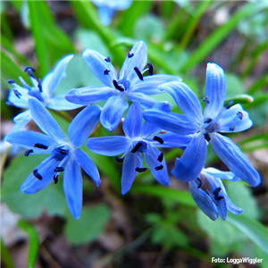 AUS DER KNOLLE KOMMT DAS TOLLE! AUS DER KNOLLE KOMMT DAS TOLLE!