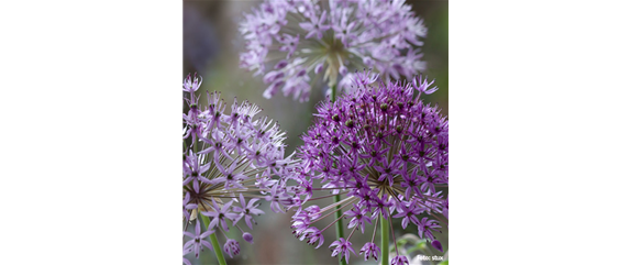 AUS DER KNOLLE KOMMT DAS TOLLE! AUS DER KNOLLE KOMMT DAS TOLLE!