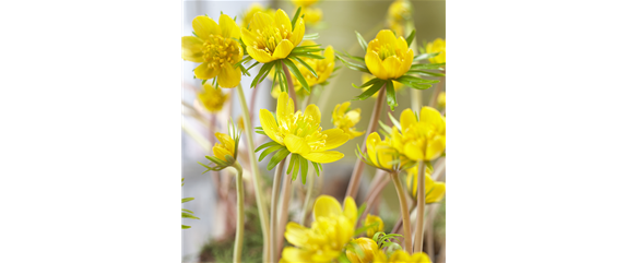 AUS DER KNOLLE KOMMT DAS TOLLE! AUS DER KNOLLE KOMMT DAS TOLLE!