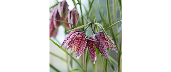 AUS DER KNOLLE KOMMT DAS TOLLE! AUS DER KNOLLE KOMMT DAS TOLLE!