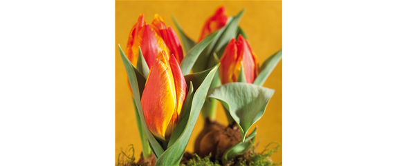 AUS DER KNOLLE KOMMT DAS TOLLE! AUS DER KNOLLE KOMMT DAS TOLLE!